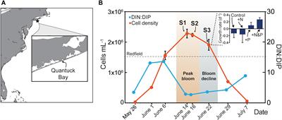 Transcriptional Shifts Highlight the Role of Nutrients in Harmful <mark class="highlighted">Brown Tide</mark> Dynamics
